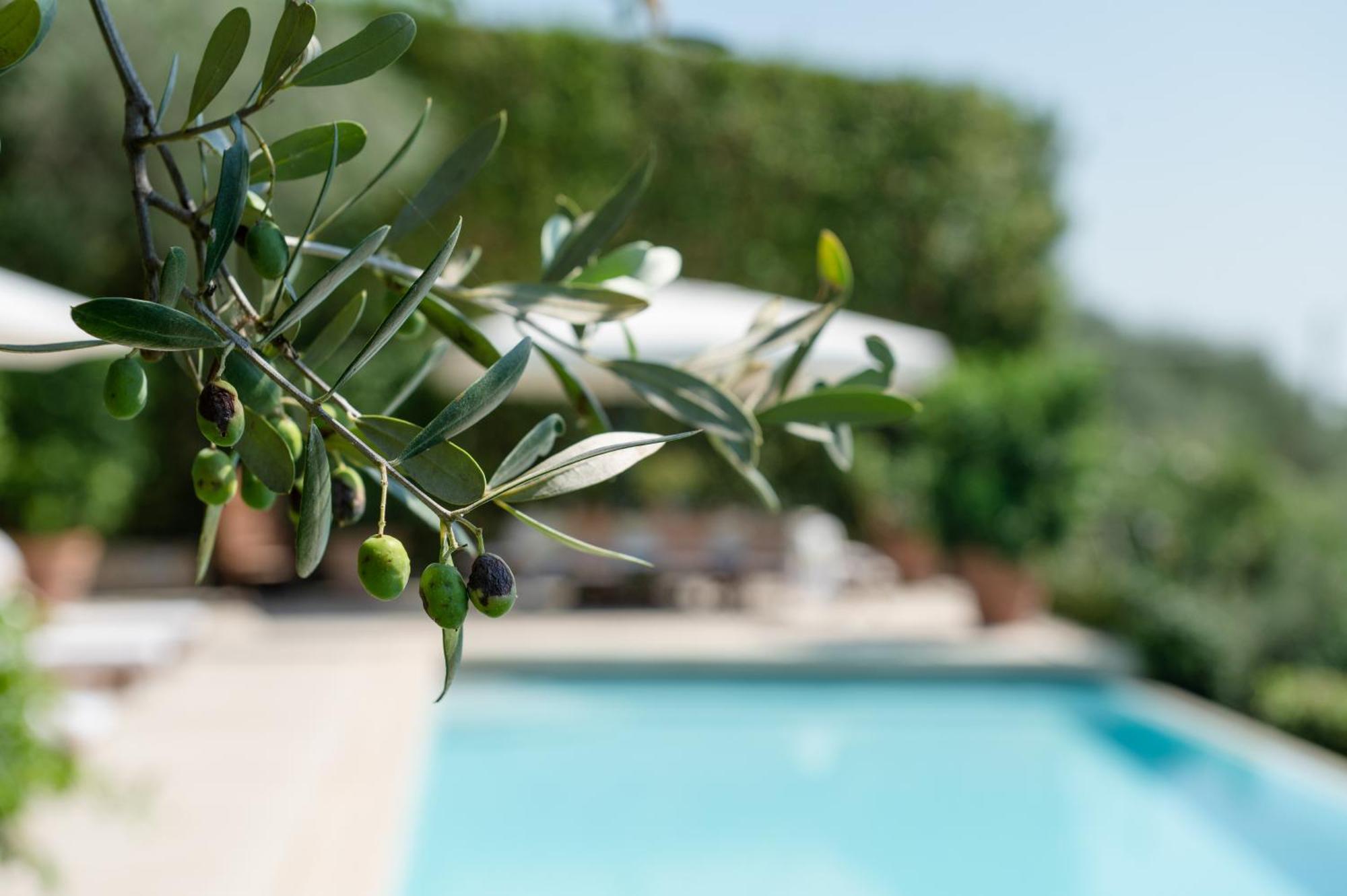 Villa Eden Forte Dei Marmi With Private Infinity Pool Santa Lucia  Buitenkant foto